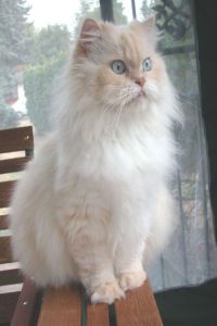 Persian cat