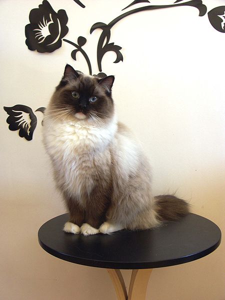 Ragdoll cat breeds