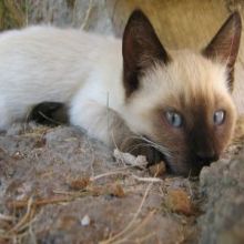 Siamese cat breed