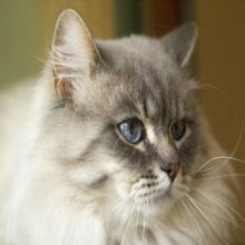 Siberian cat