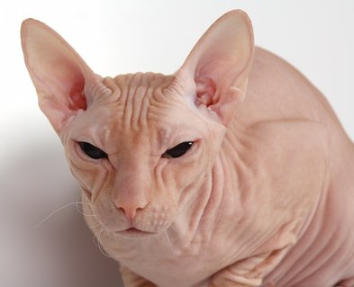 Donskoy Don Sphynx