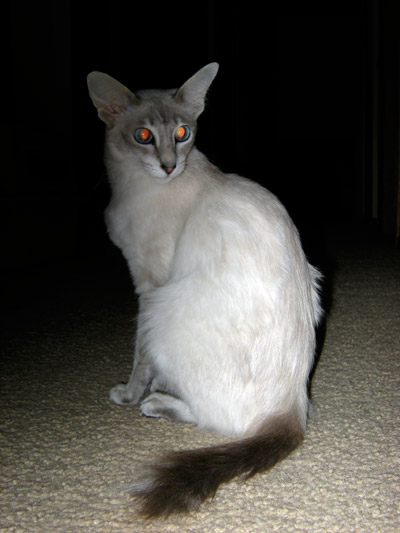 Javanese cat