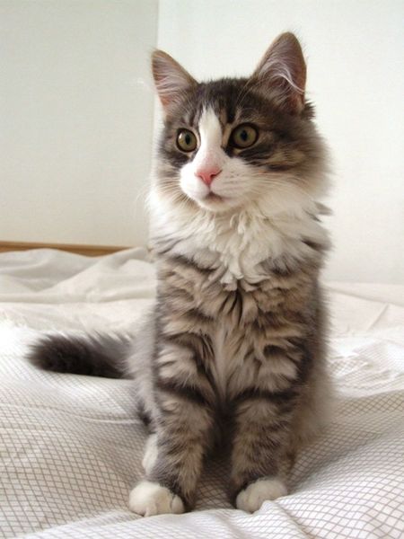 Siberian cat