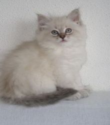 Siberian cat