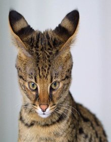 Savannah cat