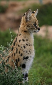 Serval