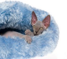 Sphynx in fur bed