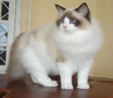 Ragdoll