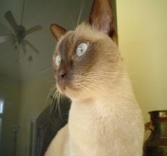 Tonkinese cat breed