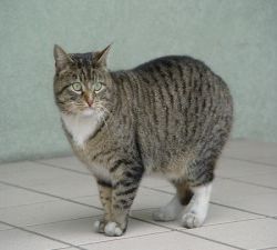 Manx cat breed