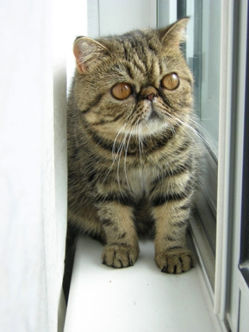 Exotic Shorthair kitten