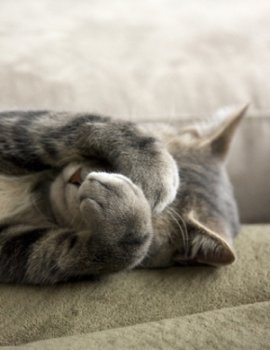 sadcat