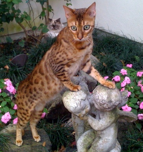 Bengal Cat