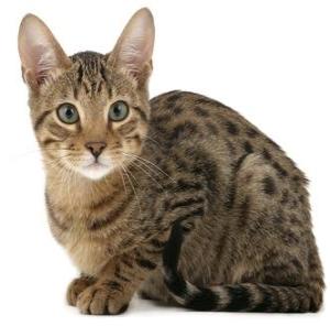 serengeti cat breed