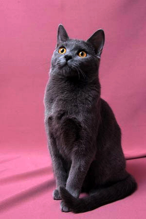 Chartreux cat breed