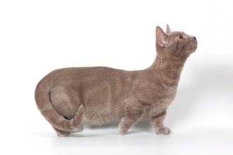 Munchkin cat breed