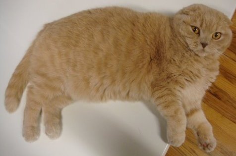 Scottish Fold cat breed