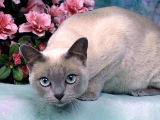 Tonkinese cat breed