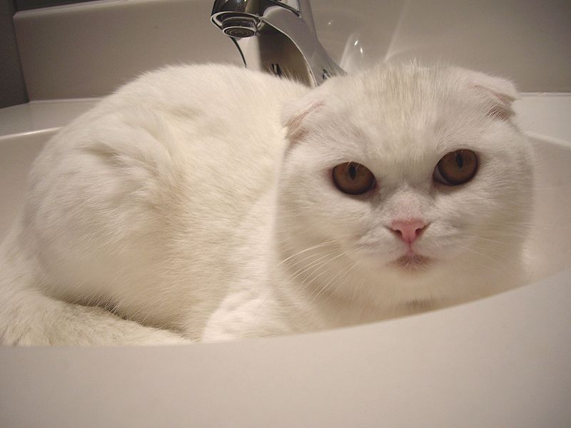 Scottish Fold cat breed