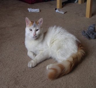 Turkish Van cat breed