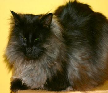 Maine Coon cat