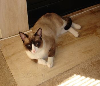 Snowshoe cat