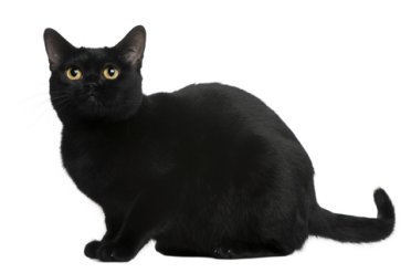 Bombay Cat