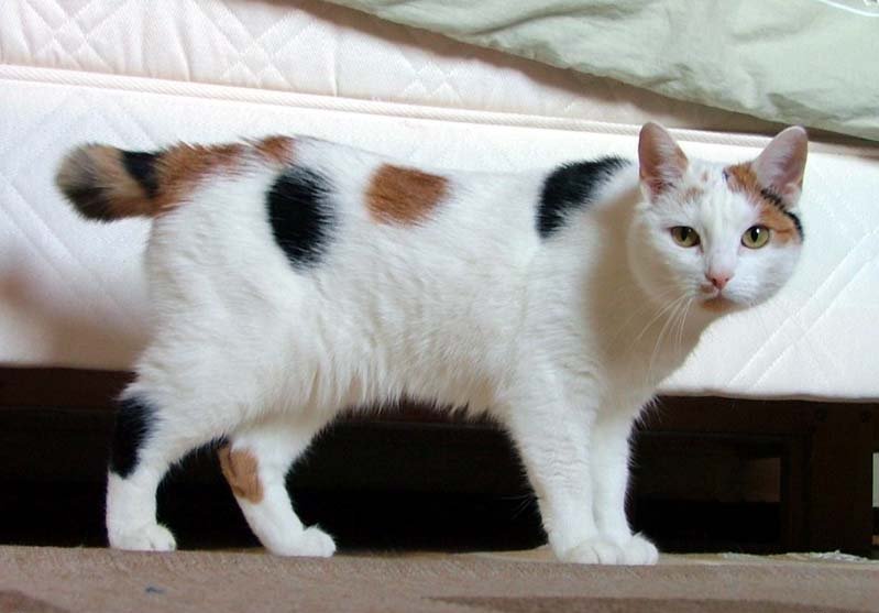 Manx cat breed