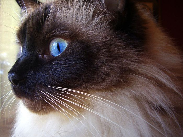 Ragdoll cat breeds