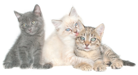 complete list of cat breeds