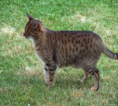 Ocicat