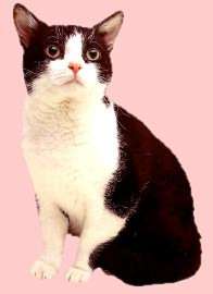 American Wirehair cat