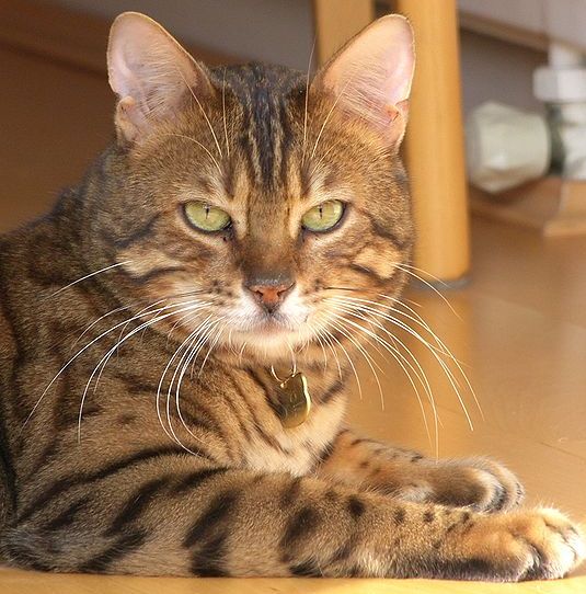 Bengal cat breed