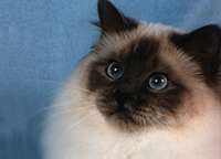 birman cat breed