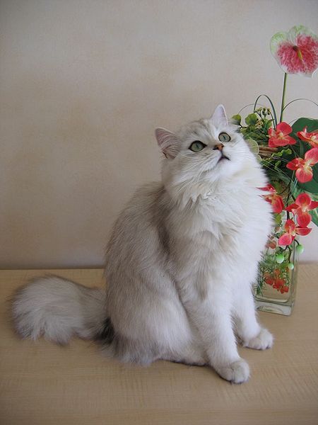 British Longhair cat