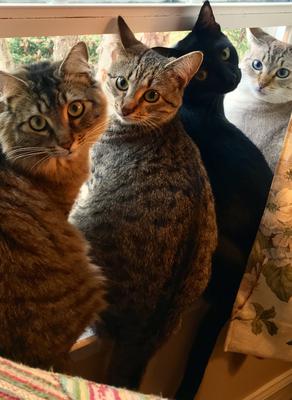 All four of our lovelies...