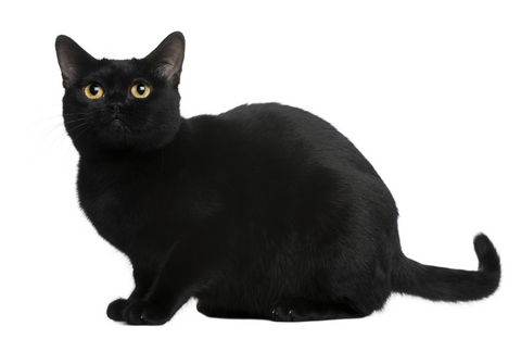 Bombay cat info