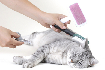 Grooming Cat