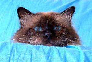 Birman cat breed