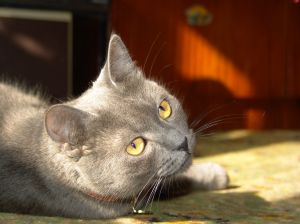 Korat cat