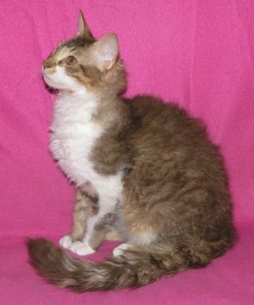 LaPerm cat breed