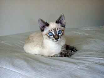 Colorpoint shorthair cat breed