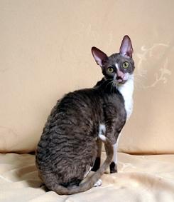 Cornish Rex cat