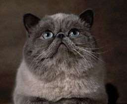 Exotic Shorthair cat