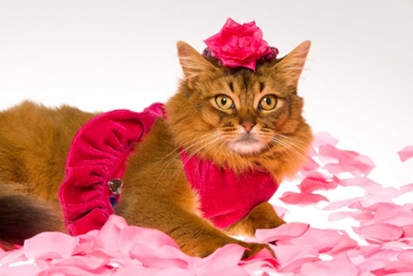 femalecat