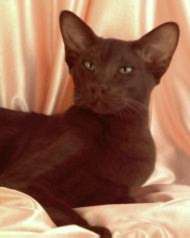 Havana cat breed