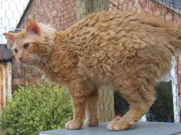 LaPerm cat breed