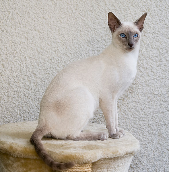 Lilac point siamese