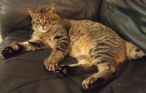 Polydactyl Pixiebob cat