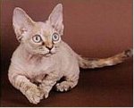 minskin cat breed